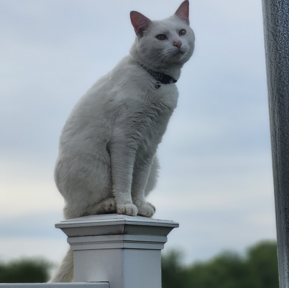 Meet your Posher, Shelley